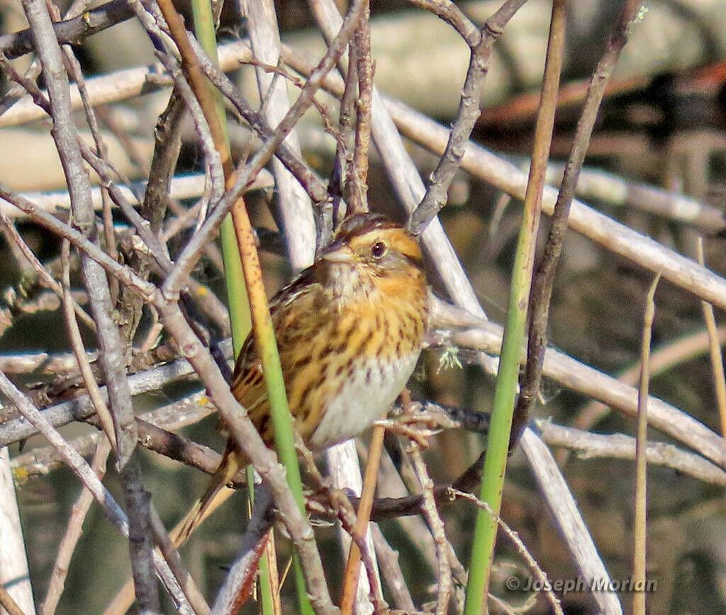 bruant de nelson, chingolo de nelson, nelson's sparrow by Joseph Morlan is licensed under CC BY-SA 4.0; Richmond CA